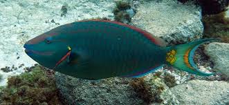 Image result for Sparisoma viride