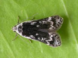 Attēlu rezultāti vaicājumam “Anacampsis blatariella”