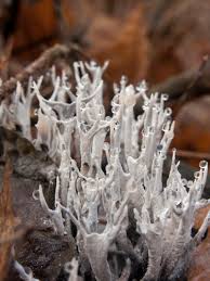 Attēlu rezultāti vaicājumam “Xylaria”