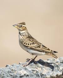 Image result for Melanocorypha bimaculata