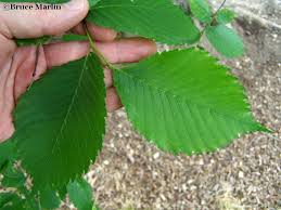 Attēlu rezultāti vaicājumam “Ulmus laevis leaf”