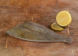 Image result for Pleuronectes platessa