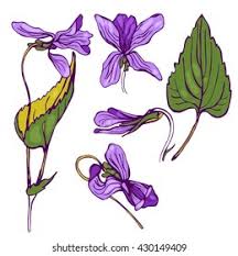 Attēlu rezultāti vaicājumam “Viola canina leaf”