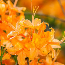 Attēlu rezultāti vaicājumam “Rhododendron calendulaceum”