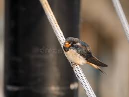 Attēlu rezultāti vaicājumam “Hirundo rustica juvenile”