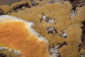 Attēlu rezultāti vaicājumam “Leucogyrophana mollusca”