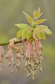 Attēlu rezultāti vaicājumam “Acer negundo female flower”