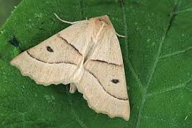 Attēlu rezultāti vaicājumam “Crocallis elinguaria imago”