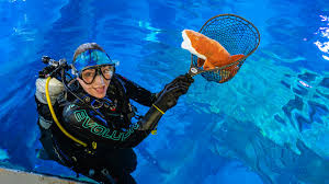 Image result for Plymouth Aquanauts