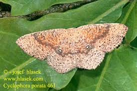 Attēlu rezultāti vaicājumam “Cyclophora pendularia”
