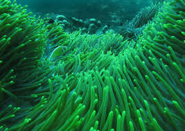 Image result for Anemonenarten