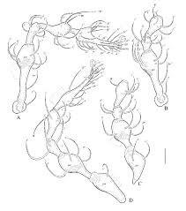 Attēlu rezultāti vaicājumam “Belbodamaeus sp.”