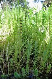 Attēlu rezultāti vaicājumam “Hippuris vulgaris leaf”