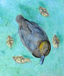 Image result for Aythya valisineria