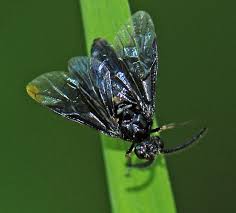 Attēlu rezultāti vaicājumam “Argidae”