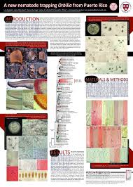 Attēlu rezultāti vaicājumam “Orbilia sp.”