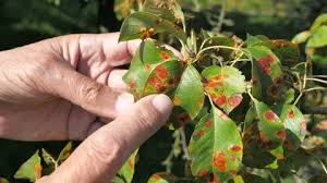 Attēlu rezultāti vaicājumam “Pucciniales”