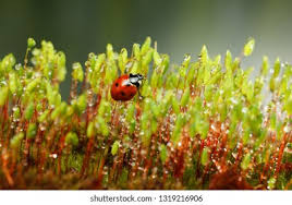 Attēlu rezultāti vaicājumam “Pohlia nutans sporophyte”