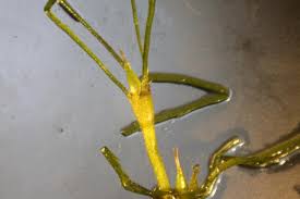 Attēlu rezultāti vaicājumam “Najas flexilis leaf”