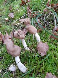 Attēlu rezultāti vaicājumam “Helvella elastica”