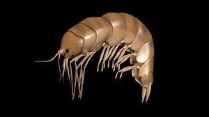 Attēlu rezultāti vaicājumam “Amphipoda”