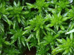 Attēlu rezultāti vaicājumam “Sphagnum inundatum”