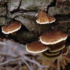 Attēlu rezultāti vaicājumam “Inonotus radiatus”