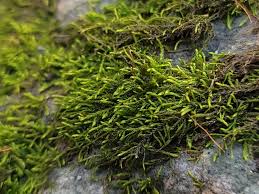 Attēlu rezultāti vaicājumam “Leskea polycarpa”