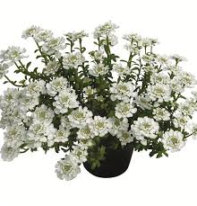 Image result for Schleifenblume