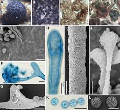 Attēlu rezultāti vaicājumam “Lycogala confusum spores”