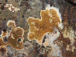 Attēlu rezultāti vaicājumam “Didymium serpula”