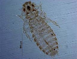 Attēlu rezultāti vaicājumam “Podiceps cristatus adult”