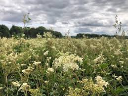 Attēlu rezultāti vaicājumam “Filipendula vulgaris fruit”