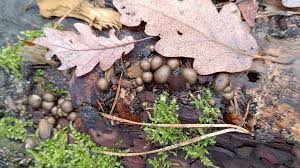 Attēlu rezultāti vaicājumam “Lycogala sp.”