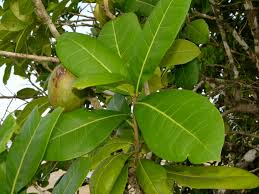 Attēlu rezultāti vaicājumam “Cinna latifolia fruit”