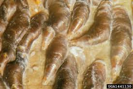 Attēlu rezultāti vaicājumam “Lepidosaphes ulmi imago”