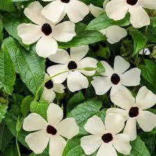 Image result for Thunbergia alata