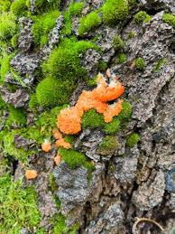 Attēlu rezultāti vaicājumam “Tubifera ferruginosa subsp. acutissima young”