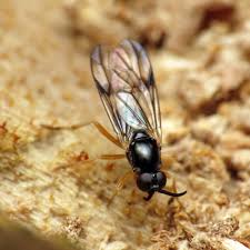 Attēlu rezultāti vaicājumam “Xylophagidae”