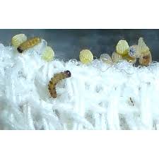 Attēlu rezultāti vaicājumam “Argynnis paphia larva”