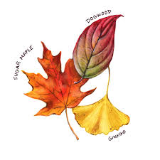 Attēlu rezultāti vaicājumam “leaf”