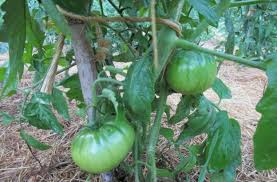 Afbeeldingsresultaat voor black sea man tomato