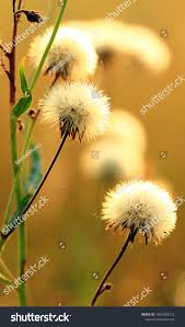 Attēlu rezultāti vaicājumam “Sonchus asper flower”