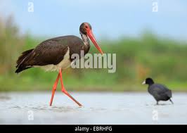 Attēlu rezultāti vaicājumam “Ciconia nigra adult”