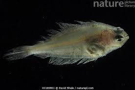 Image result for Hippoglossoides platessoides