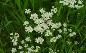 Image result for Carum carvi