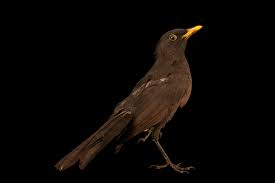 Attēlu rezultāti vaicājumam “Turdus merula”