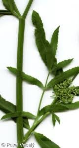 Attēlu rezultāti vaicājumam “Sium latifolium fruit”