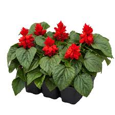 Image result for Salvia splendens