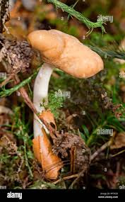 Attēlu rezultāti vaicājumam “Helvella elastica”